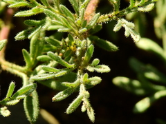 Glandularia parodii