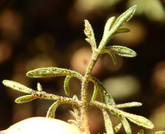 Glandularia parodii