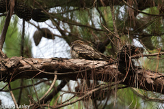 Caprimulgus madagascariensis