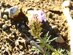 Glandularia parodii
