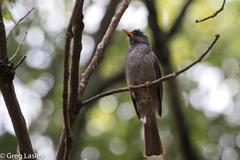 Hypsipetes madagascariensis