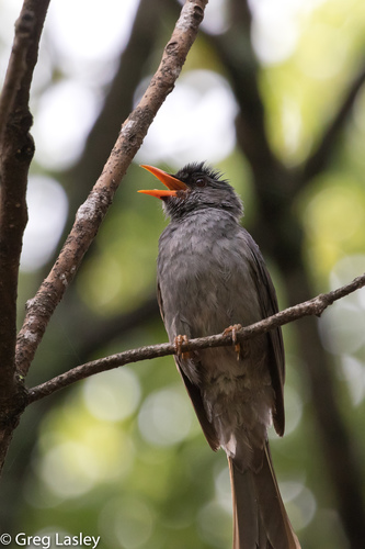 Malagasy Bulbul