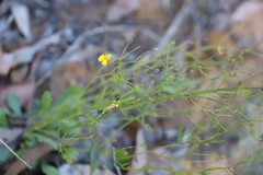 Goodenia glabra