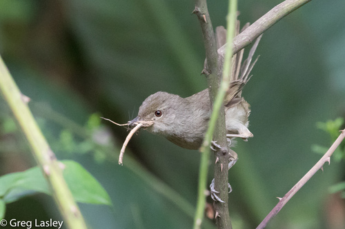 Malagasy Brush-Warbler