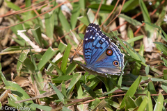 Junonia rhadama