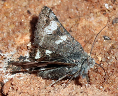 Litocala sexsignata
