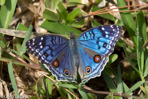 Royal Blue Pansy