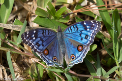 Junonia rhadama