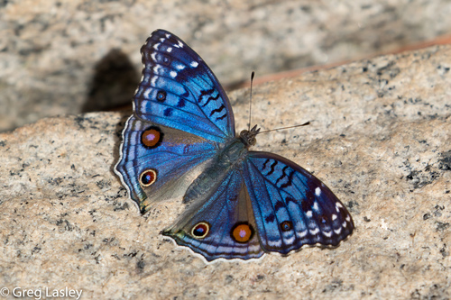 Royal Blue Pansy