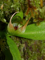 Pterostylis venosa