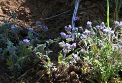 Phacelia breweri