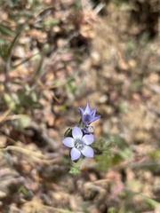 Gilia clivorum