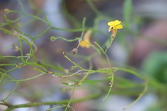 Goodenia glabra