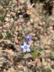 Gilia clivorum