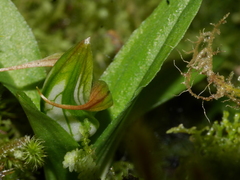 Pterostylis venosa