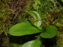 Pterostylis venosa
