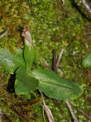Pterostylis venosa