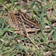 Leptodactylus gracilis