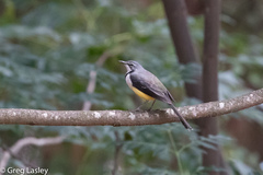 Motacilla flaviventris