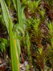 Pterostylis cernua