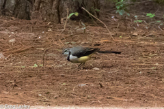 Motacilla flaviventris