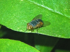Calliphora augur