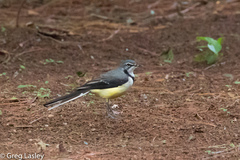Motacilla flaviventris