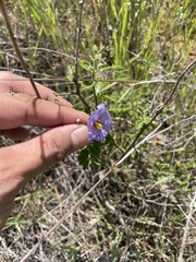 Solanum xanti