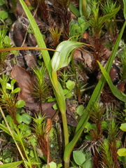 Pterostylis cernua