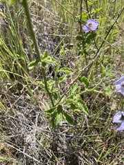 Solanum xanti