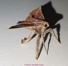 Pachypodistes goeldii