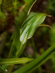 Pterostylis cernua