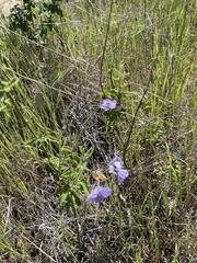 Solanum xanti