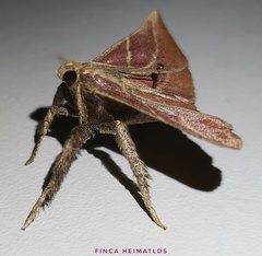 Pachypodistes goeldii