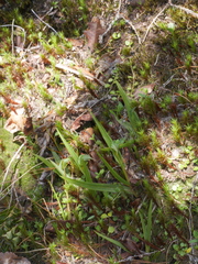 Pterostylis cernua