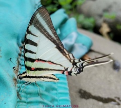 Neographium agesilaus