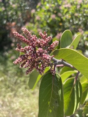 Rhus ovata