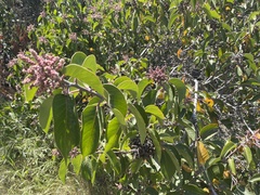 Rhus ovata