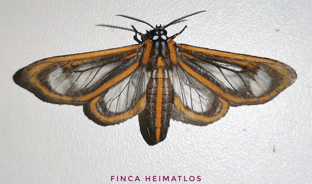 Hyalurga dorsilinea