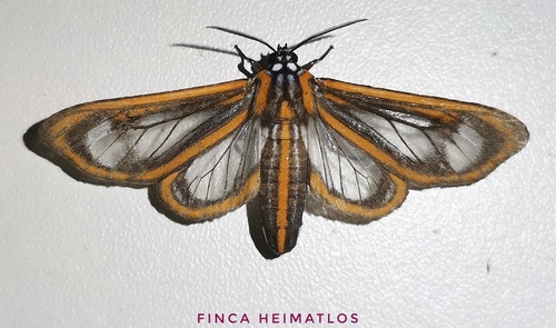Hyalurga dorsilinea