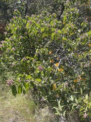 Rhus ovata