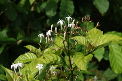Palicourea domingensis