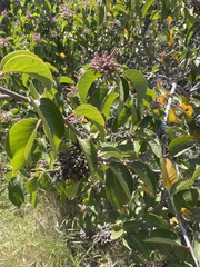 Rhus ovata
