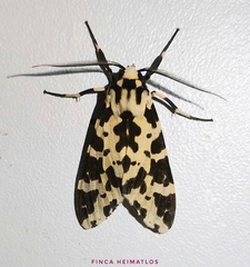 Eucereon consorta