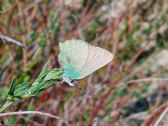Callophrys dumetorum