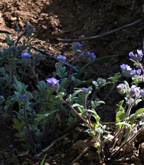 Phacelia breweri