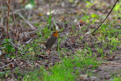 Erithacus rubecula rubecula