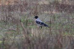 Corvus cornix cornix