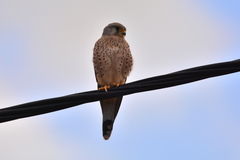 Falco tinnunculus tinnunculus