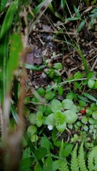 Epilobium rotundifolium